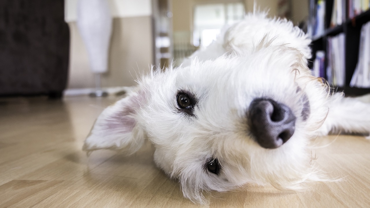 金毛犬的成长日记，四个月的毛很短时光